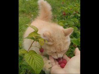 chip key cat eats raspberries