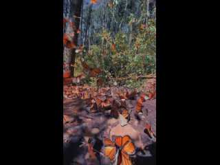 chip key butterflies, lots of butterflies