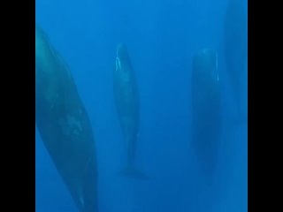 chip key sleeping, bubbling sperm whales