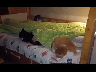 chip key sleep with cats