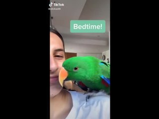 chip key talkative parrot