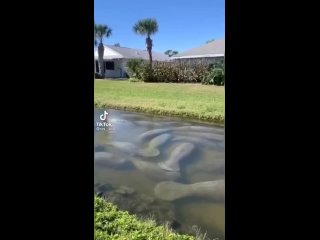 chip key manatees are basking