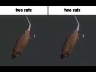 chip key two rats