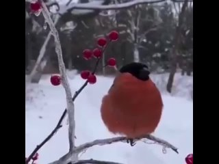 chip key how the bullfinch sings