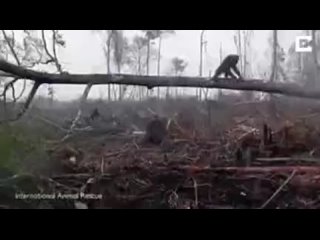 chip key orangutan saves his forest