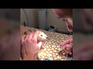 chip key rescued a cat from a larva