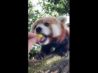 chip key cute red panda