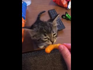 chip key feed the cat