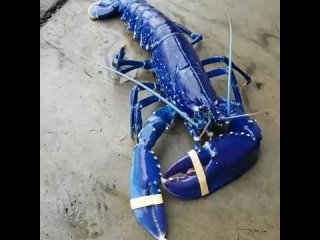 chip key blue lobster