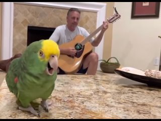 chip key tries to sing