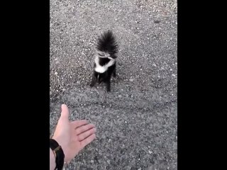 chip key skunk attack