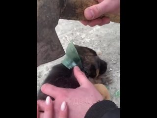 chip key rescued a puppy