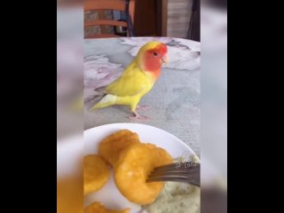 chip key delicious parrot