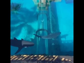 chip key shark water park