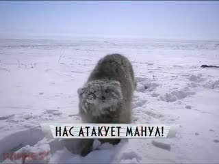 chip key angry snow manul