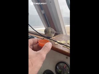 chip key sailor saved a bird