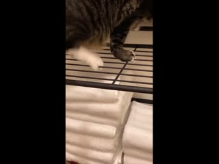 chip key cat played for you