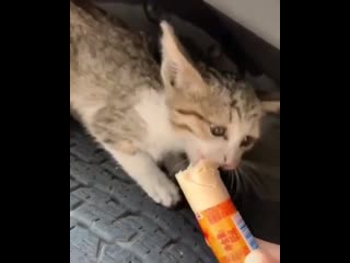 chip key fed the kitten