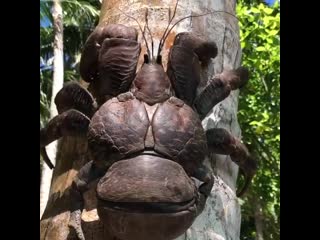 chip key crab climbing