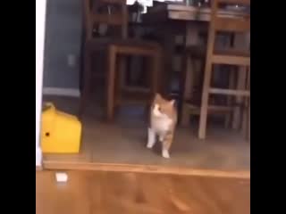 chip key terrified cat